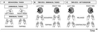 M1-P15 as a cortical marker for transcallosal inhibition: A preregistered TMS-EEG study